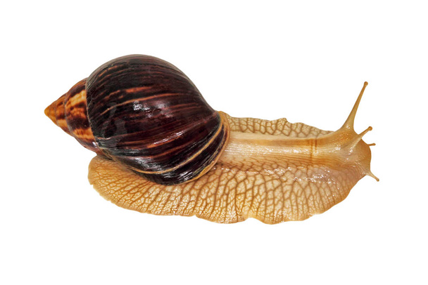Achatina snail.Giant african snail isolated on white background taken closeup. - Photo, Image