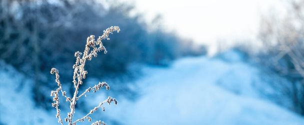 Suchá rostlina pokrytá mrazem v zimě na pozadí stromů u silnice - Fotografie, Obrázek