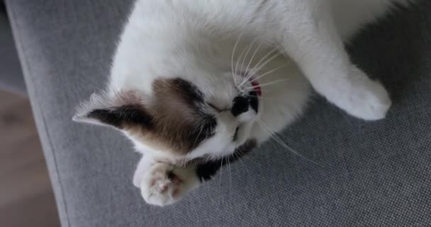 Biały kot leży na kanapie w ciągu dnia i myje łapy językiem. Pojęcie opieki nad zwierzętami. - Materiał filmowy, wideo