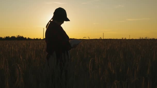 Bij zonsondergang inspecteert een boer-agronomist de gewassen die met zijn handen worden geteeld alvorens ze te oogsten en voert gegevens in de tablet.Biologische landbouwoogst. Hoge kwaliteit 4K beeldmateriaal - Video