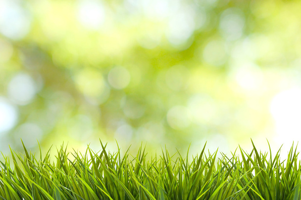 Grass and green nature blurred background - Zdjęcie, obraz