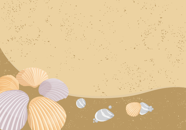 Vector seashells - Vettoriali, immagini
