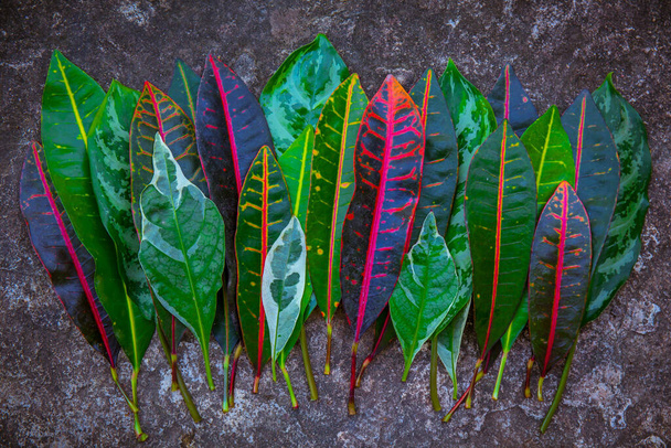Nature colour leaf for background. Autumn colourful leaves. Christmas backdrop design. - Fotografie, Obrázek