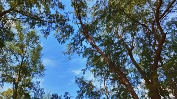 Gökyüzüne bak. Büyük bir ağacın gölgesinde dönüyor, mavi gökyüzü ve beyaz kabarık bulutlar. Mavi gökyüzünde süzülüyor, çam ağaçlarının tepelerinde süzülüyor..  - Video, Çekim