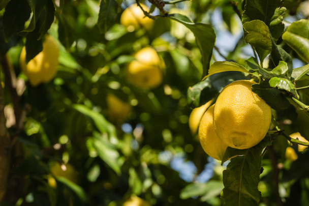 Due limoni che crescono su un albero di limoni in Corsica
 - Foto, immagini
