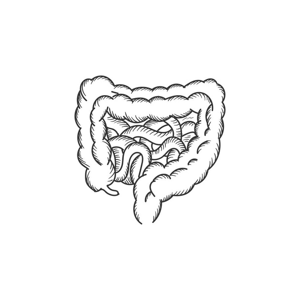 Vintage geïsoleerde dwarsdoorsnede van de menselijke kleine en grote darm of dikke darm voor Medical Internal Organ Education. Vector Illustratie - Vector, afbeelding