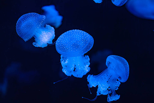 красива медуза на темному фоні - Фото, зображення