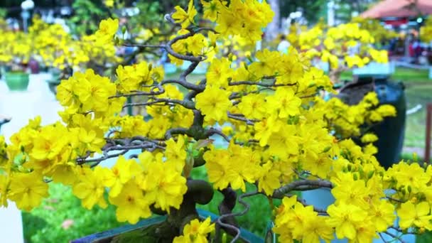 De sierabrikozenboom bloeit helder in het culturele park op de voorjaarsochtend van 2023. Deze bloem symboliseert geluk voor Vietnamezen tijdens het maanjaar elk jaar. - Video