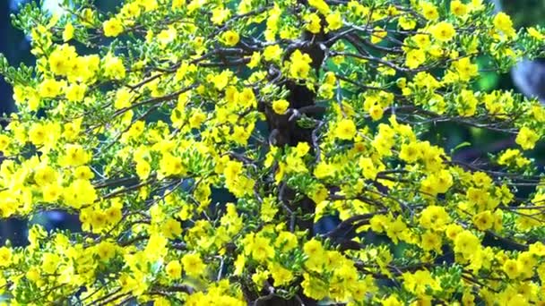 L'albicocca ornamentale fiorisce nel parco culturale la mattina di primavera del 2023. Questo fiore simboleggia la fortuna per il popolo vietnamita durante il capodanno lunare ogni anno.. - Filmati, video