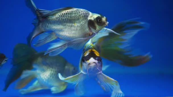 Koi borboleta colorido no aquário. Esta é uma espécie de peixe ornamental usado para decorar na casa ou jardim
 - Filmagem, Vídeo