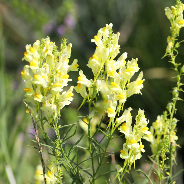 庭の草の中の一般的なタダフラックス黄色い花 - 写真・画像