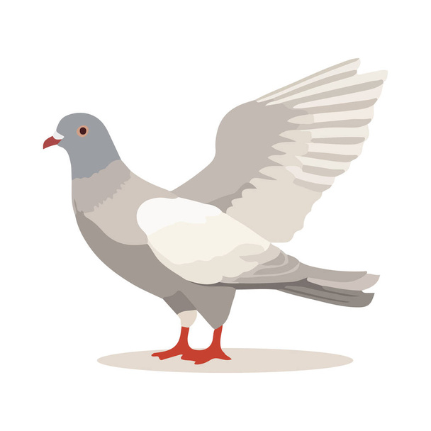 Pigeon bird isolated on white background. Cartoon style. Vector illustration - Vector, Image