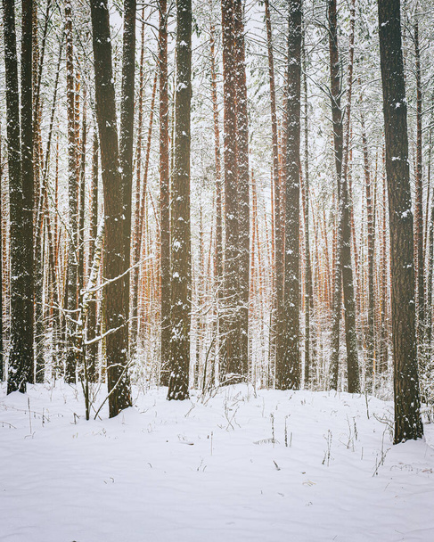 Sneeuwval in een dennenbos op een winterbewolkte dag. Dennenboomstammen bedekt met geplakte sneeuw. Vintage film esthetisch.            - Foto, afbeelding