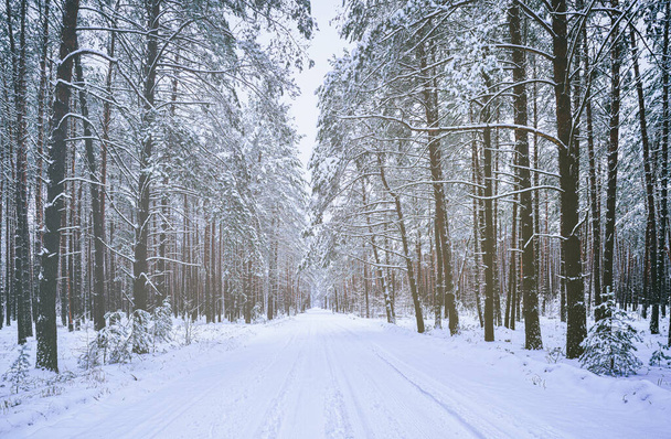 Samochodowa droga przez sosnowy zimowy las pokryty śniegiem w pochmurny dzień. Sosny wzdłuż krawędzi drogi. Estetyczna folia vintage.          - Zdjęcie, obraz
