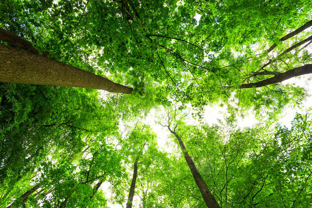 feuilles vertes dans la forêt - Photo, image
