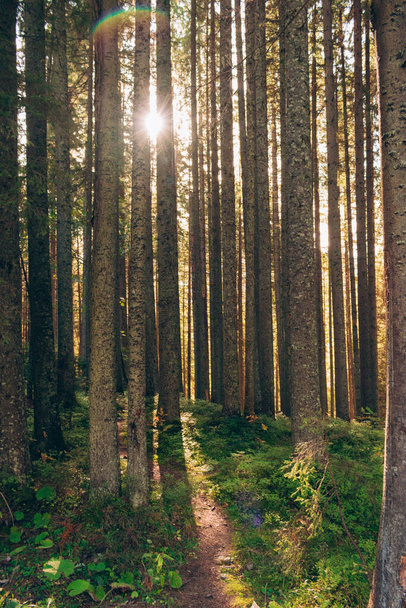 Foto de un denso bosque de coníferas. Los rayos del sol de la mañana atraviesan las ramas de los árboles del bosque. Un camino que conduce profundamente al bosque. Paisaje de otoño. Un paseo atmosférico en la naturaleza - Foto, imagen