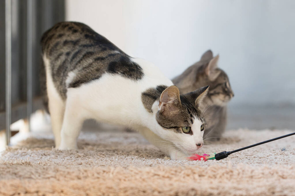 Dier huisdier kat spelen met speelgoed thuis - Foto, afbeelding