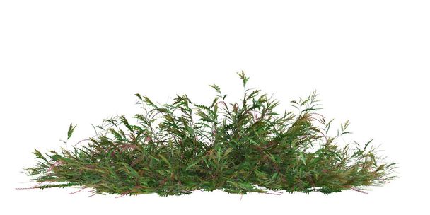 Ilustración 3d del arbusto Grevillea Royal Mantle aislado sobre fondo blanco - Foto, Imagen