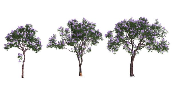 3d illustrazione di set albero Jacaranda isolato su sfondo bianco - Foto, immagini