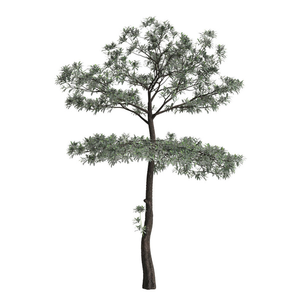 3d illustration of Alstonia scholaris tree isolated on white background - Photo, Image