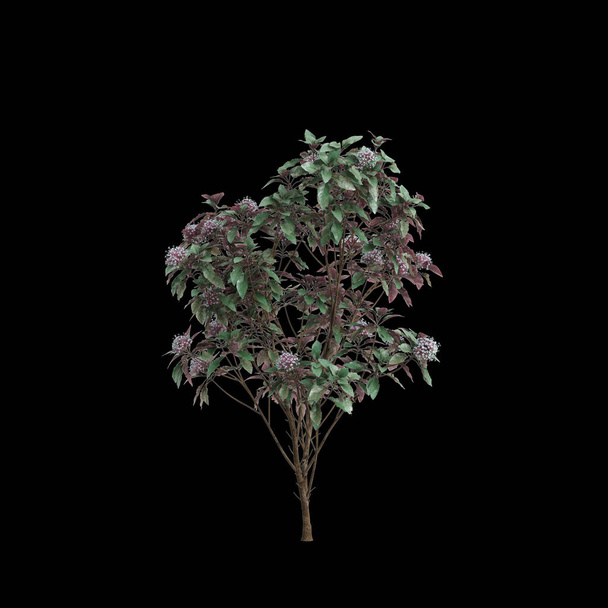 3d illustration of Clerodendrum Quadriloculare tree isolated on black background - Photo, Image