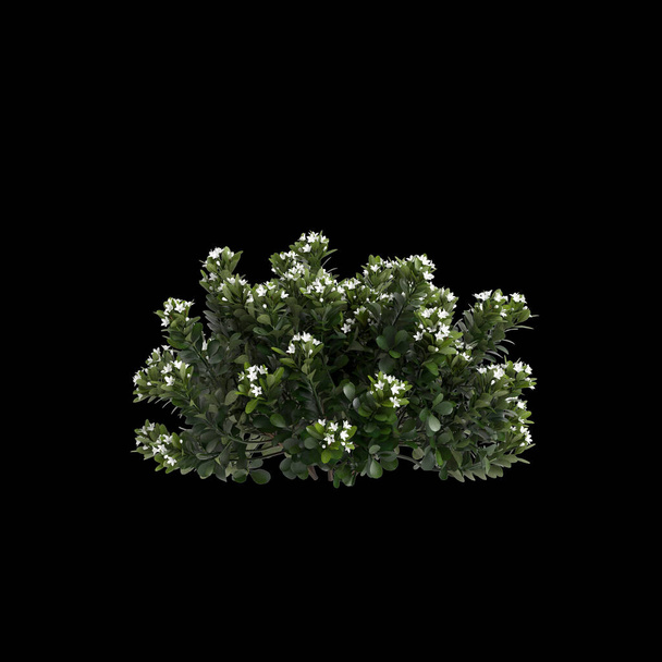3d illustration of Rhaphiolepis bush white flowering isolated on black background - Photo, Image