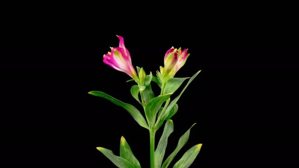Alstroemeria bloeit. Opening Mooie Rode Alstroemeria Bloemen op zwarte achtergrond. Tijd Verstrijken. 4K. - Video
