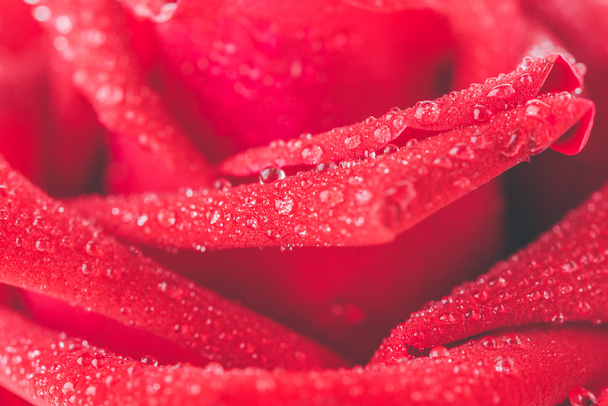 赤いバラの花 - 写真・画像