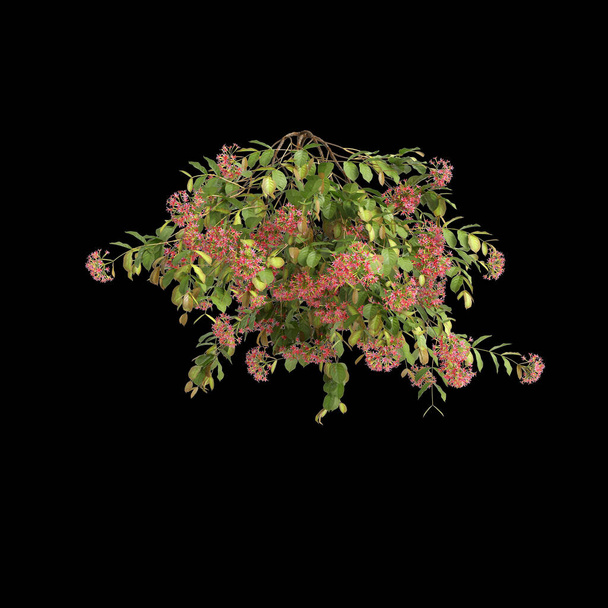 3d illustration of Combretum Indicum hanging isolated on black background - Photo, Image