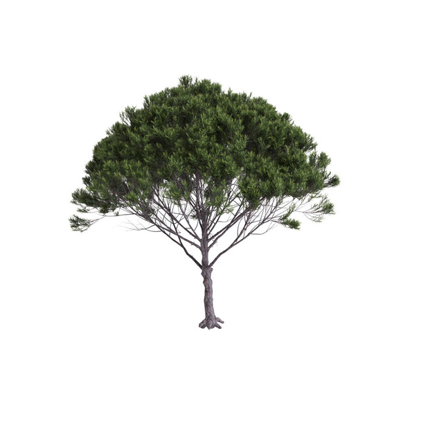 3d ilustración de Pinus pinea árbol aislado fondo blanco - Foto, imagen