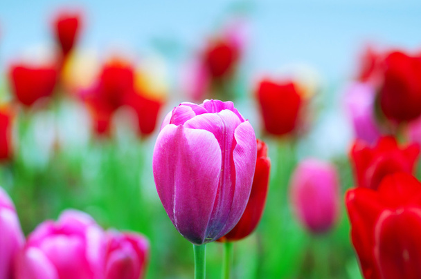 kwiatów tulipanów natura koncept - Zdjęcie, obraz