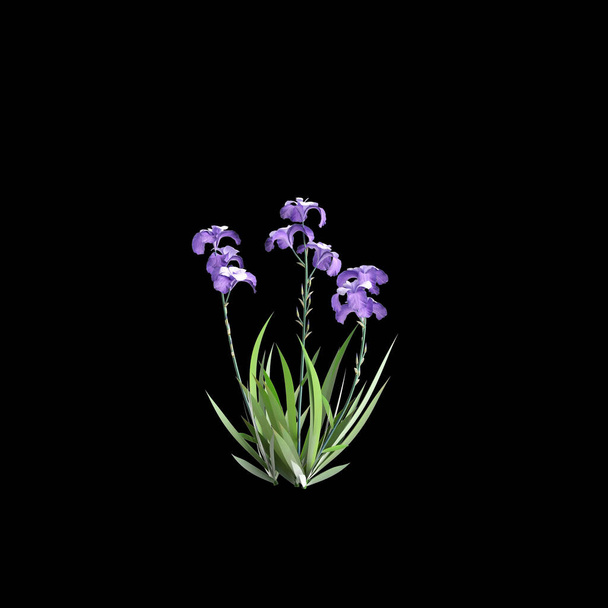 3d ilustración de Iris pallida arbusto aislado fondo negro - Foto, imagen