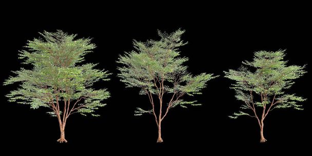 3d ілюстрація набору Stewartia monadelpha tree ізольовано на чорному тлі - Фото, зображення