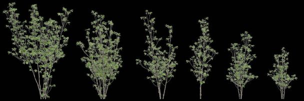 3D illusztráció készlet Ilex pedunculosa fa elszigetelt fekete háttér - Fotó, kép