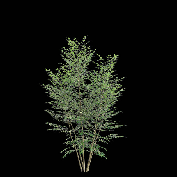 3d illustratie van Fraxinus griffithii boom geïsoleerd op zwarte achtergrond - Foto, afbeelding