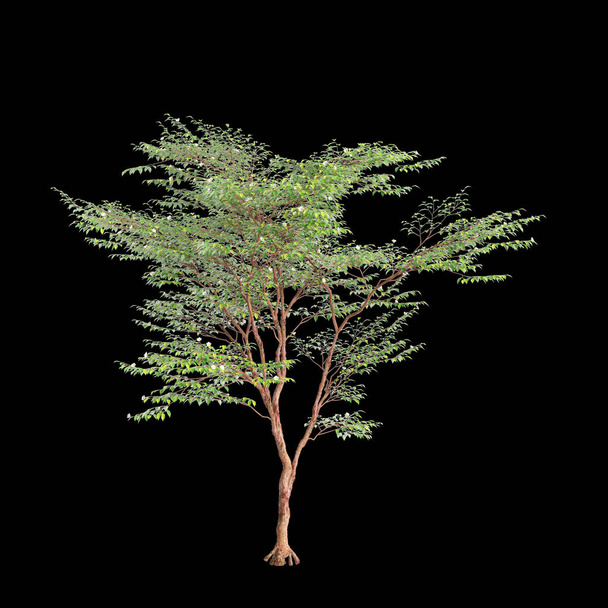 3d ilustración de Stewartia monadelpha árbol aislado sobre fondo negro - Foto, imagen