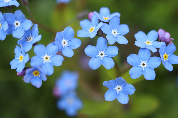 Myosotis sylvatica, flor azul em detalhes, esqueça-me-não - Foto, Imagem