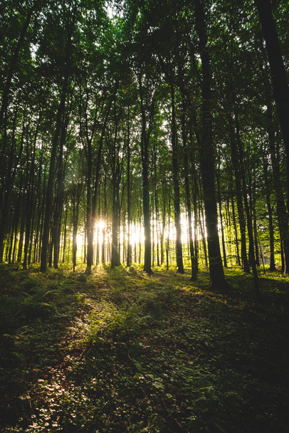 Naplemente egy érintetlen lombhullató erdőben Hallerbosban, Brabantse Wouden Nemzeti Parkban, Belgium. - Fotó, kép