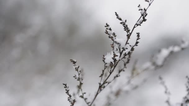 La primera nieve en la hoja de un abedul. La primera nieve. ramas cubiertas de nieve de arbustos en el bosque de invierno de cerca. - Metraje, vídeo