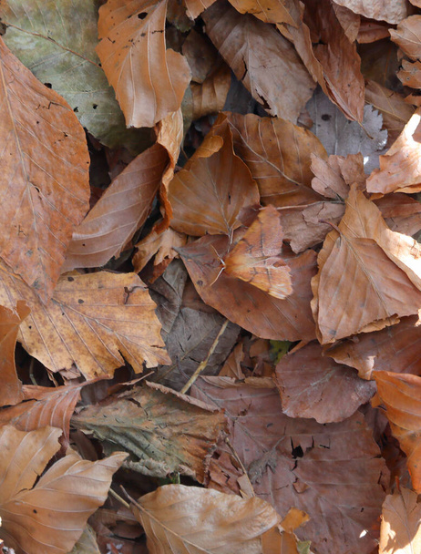Dies ist ein Quiz KANN SIE den Schmetterling zwischen den trockenen Blättern im Herbst getarnt finden - Foto, Bild