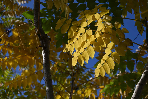 Aralia elata f.subinermis ağacının sarı yaprakları ve meyveleri. Araliaceae yaprak döken çalı. Bu ağacın Aralia elata ağacından daha az dikenleri var. Çiçekler yazın açar, böğürtlenler sonbaharda olgunlaşır. - Fotoğraf, Görsel