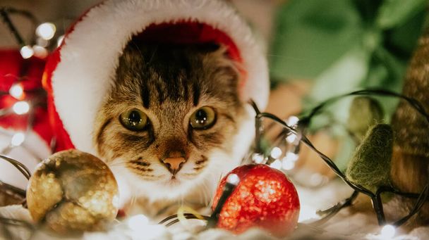 サンタクロースのコスチュームの小さな茶色のふわふわの子猫の肖像画は,燃えるガーランド,2つのクリスマスツリーの装飾とカメラのフードの下から見て,下からクローズアップビュー. - 写真・画像