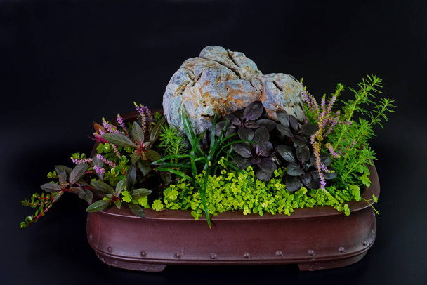 Wabi Kusa in pentola bonsai, fuoco selettivo. Wabi Kusa è l'arte di organizzare diverse piante acquatiche che crescono su un substrato a forma di palla. - Foto, immagini