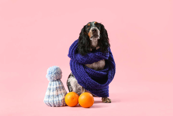 Cute cocker spaniel in warm scarf with hat and oranges on pink background - Photo, Image
