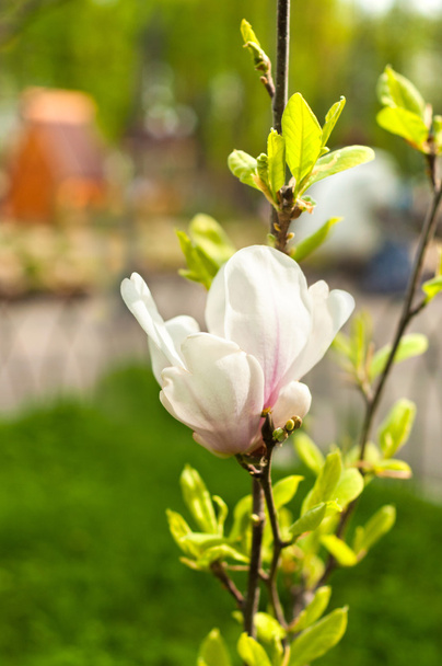Magnolia flowers  - Foto, afbeelding