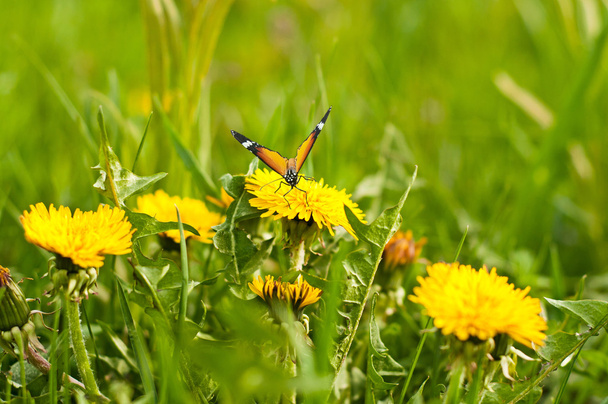çayır sarı dandelions ve kelebek - Fotoğraf, Görsel