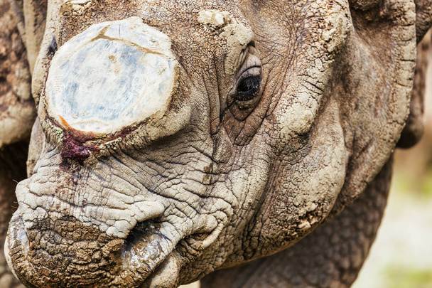 Primer plano de un rinoceronte en un zoológico, concepto de protección y amantes de los animales - Foto, Imagen