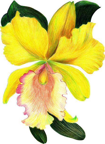Flor de orquídea em um fundo branco. Composição floral. Desenho de lápis de cera. Use materiais impressos, placas, cartazes, cartões postais, embalagens. - Foto, Imagem