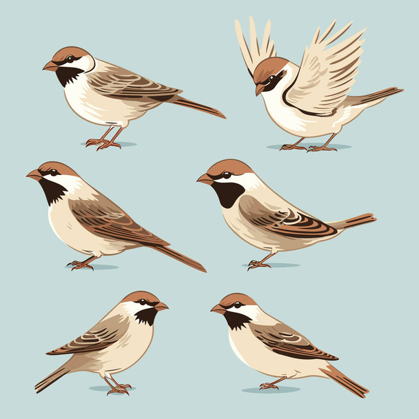 Insieme di raccolta di colore vettoriale uccelli passero cartone animato, isolato - Vettoriali, immagini