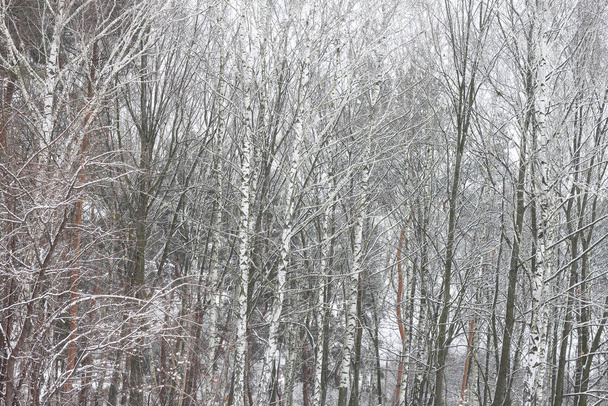 Kışın huş ağacında huş ağacı kabuğu olan siyah beyaz huş ağaçları ve diğer huş ağaçları. - Fotoğraf, Görsel